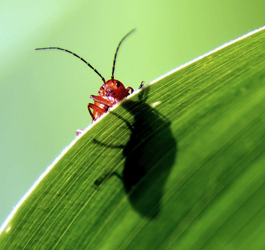 Beetle, Probe, Corn, Leaf, Macro, red, crawl, close, green, HD wallpaper