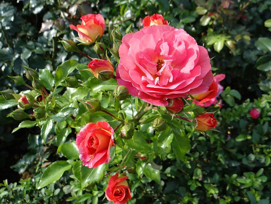 rose, flower, tea, rosarium, rose flower, rose garden, pink rose, HD wallpaper