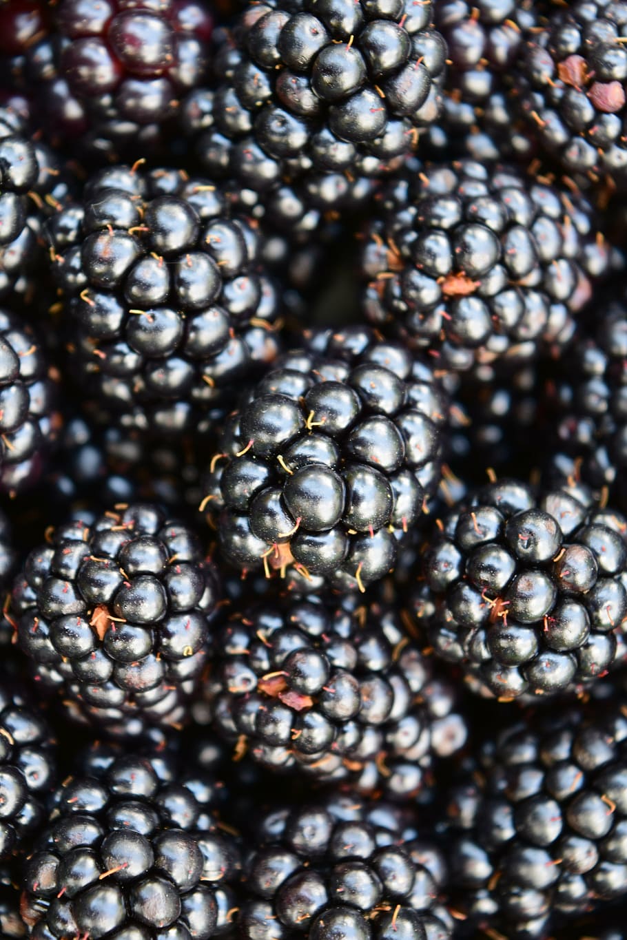 blackberries, background, close, dark, frisch, healthy, delicious HD wallpaper