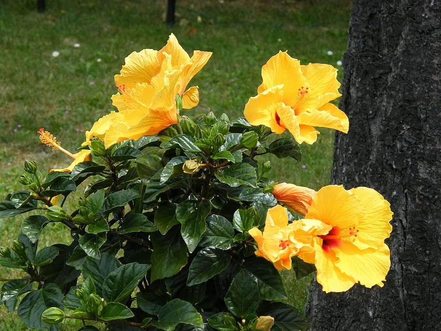 Hibiscus, Yellow, Spring, Spring, Bloom, flower, freshness HD wallpaper