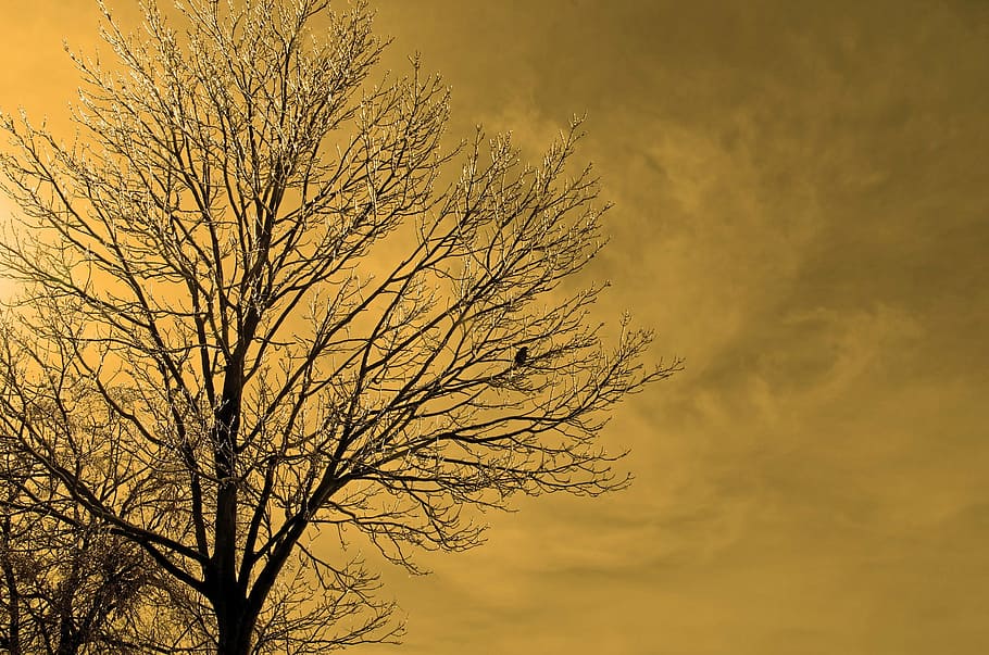 frozen, tree, ice, nature, macro, branch, sky, cloudy, branches HD wallpaper