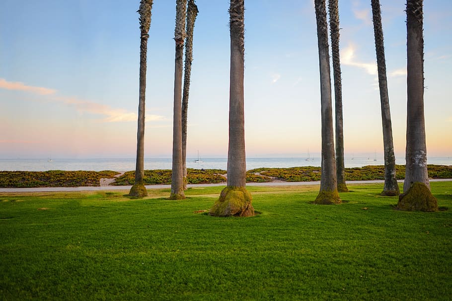 gray and brown trees near seashore, grass, field, path, sky HD wallpaper
