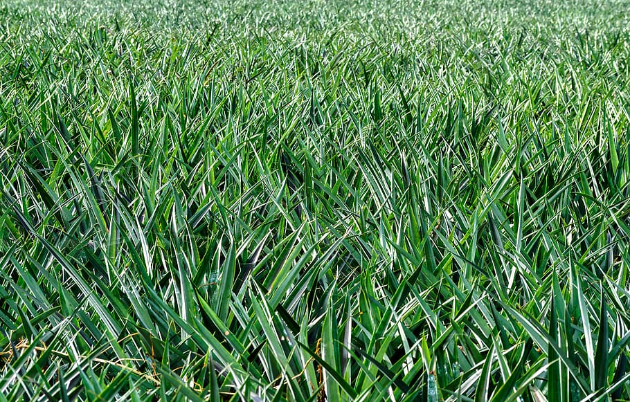 fruit, pineapple, plant, green color, field, grass, full frame HD wallpaper