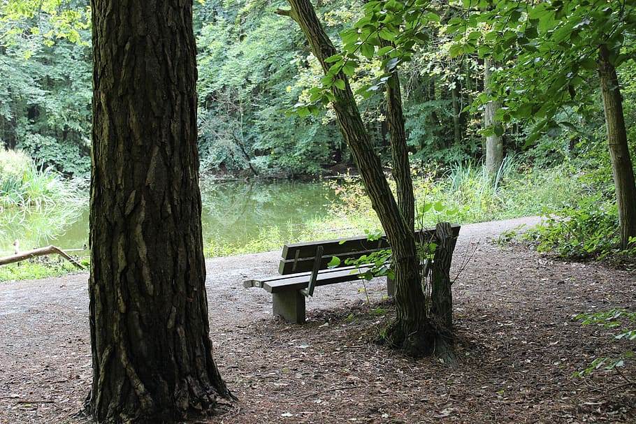 Forest, Pond, Bank, Pools, Trees, forest pond, idyll, tree trunk HD wallpaper