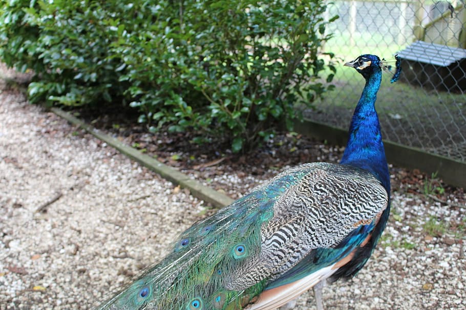 peacock, blue, beautiful, bird, green, tail, feather, colors HD wallpaper