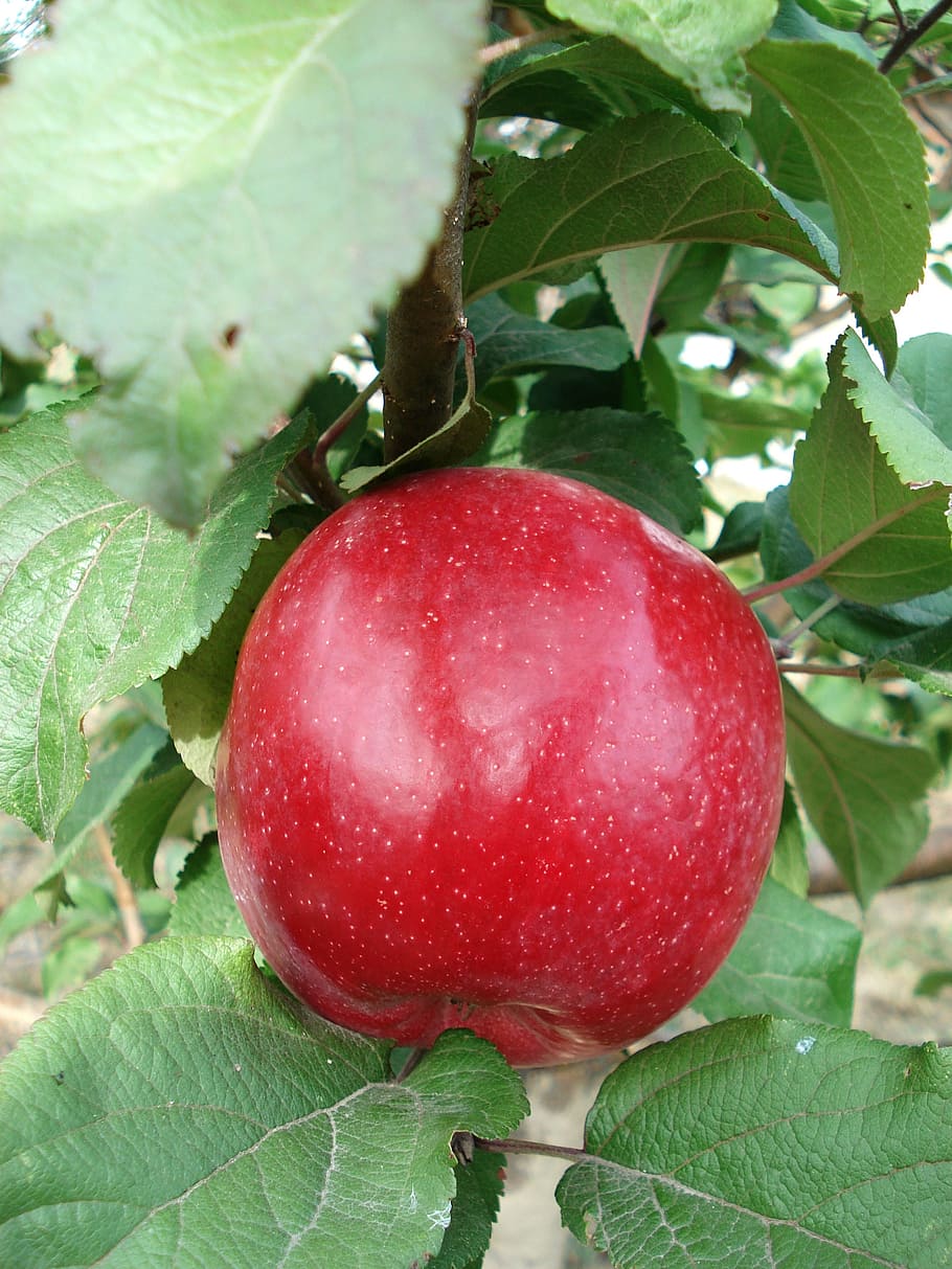 apple, fruit, red, apple tree, agriculture, harvest, fresh HD wallpaper