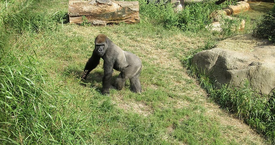 gorilla near stone, looking, standing, wildlife, nature, zoo HD wallpaper