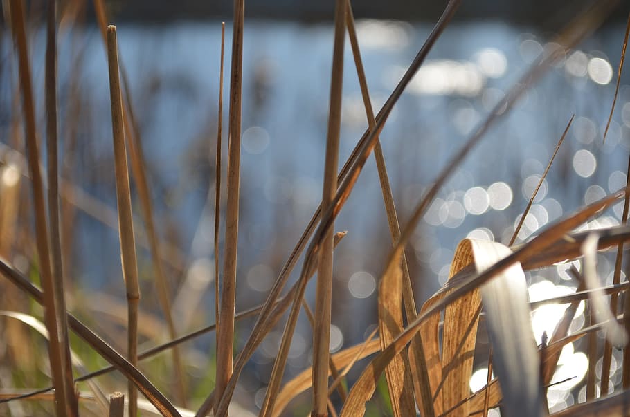 Water, Grass, Spring, Focus, Macro, Lake, bokeh, handsomely HD wallpaper