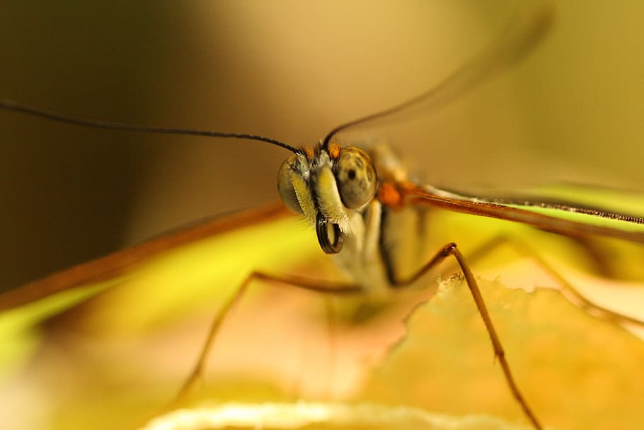green dragonfly in macro shot, macro photography of fly, butterfly HD wallpaper