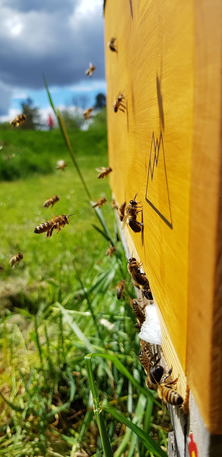honey, bee, nature, collect, pollination, beehive, beekeeper