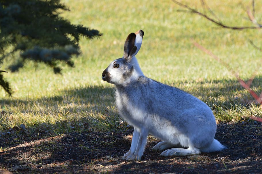 Rabbit, Hare, Wildlife, Easter, bunny, ears, animal, nature HD wallpaper