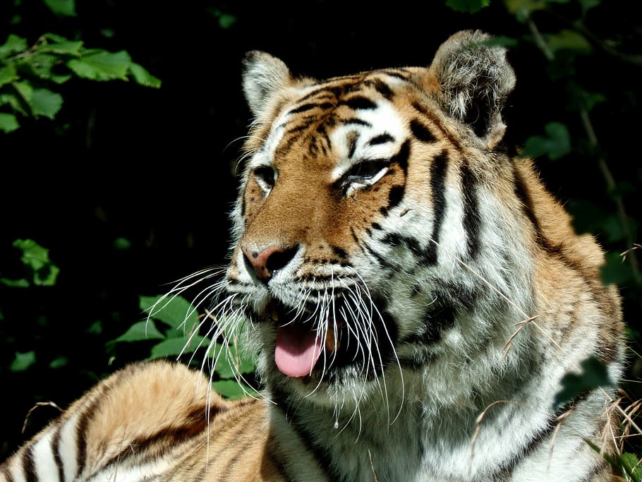 tiger, cat, predator, park, knuth borg, safari park, close HD wallpaper