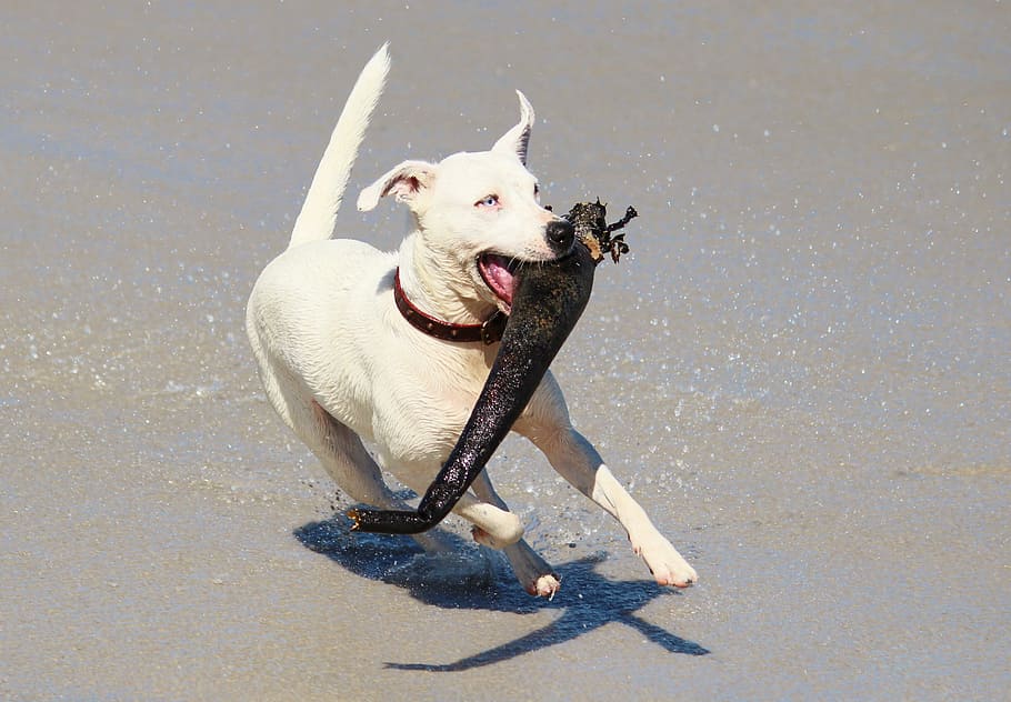 dog, action, play, batons, beach, fun, canine, domestic, pets HD wallpaper