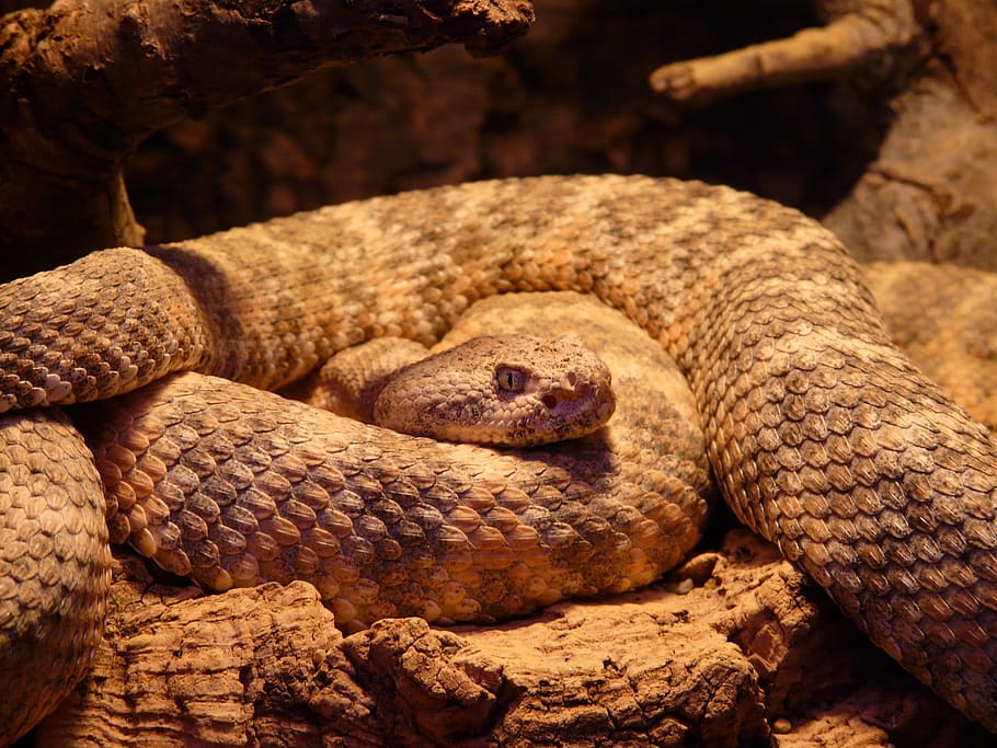 brown and beige snake on brown wooden surface, spotted rattlesnake