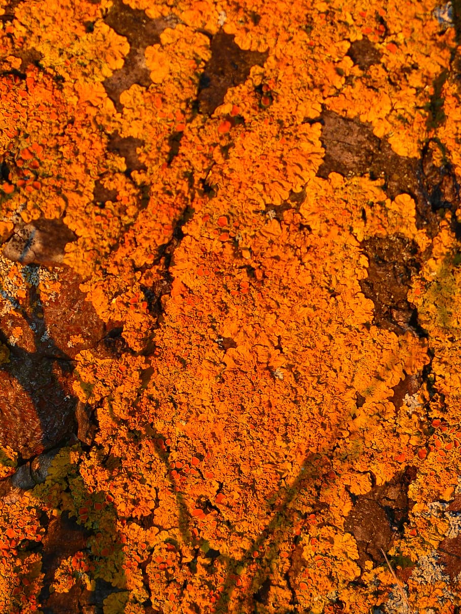 Tree, Log, Weave, Overgrown, ordinary gelbflechte, yellow lichen HD wallpaper