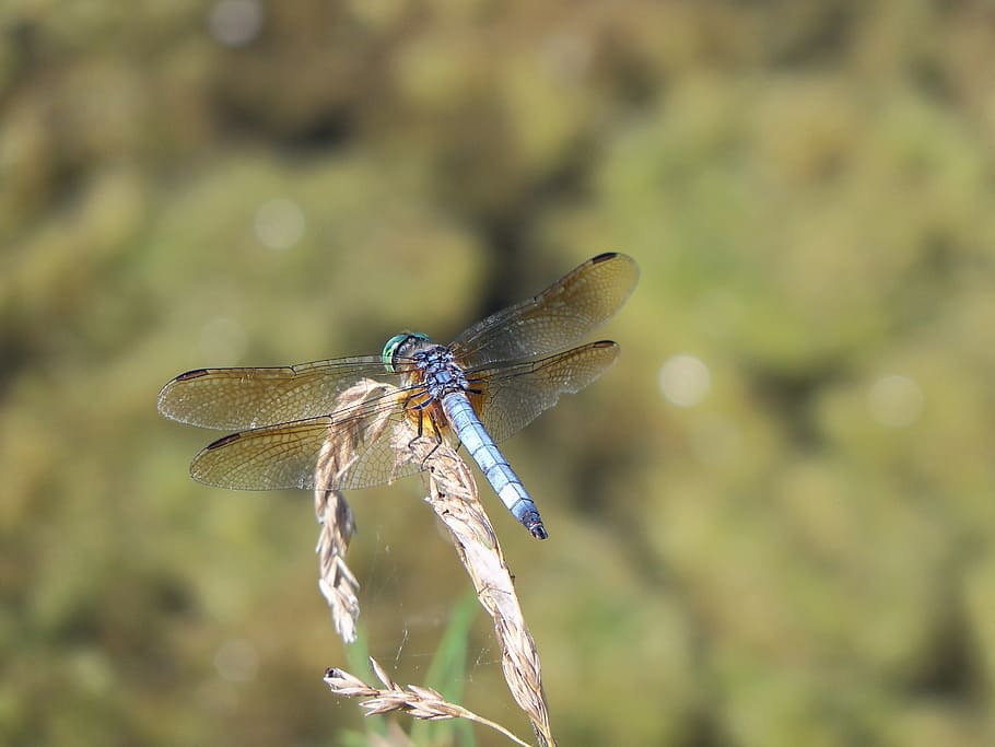 dragonfly, insect, bug, nature, summer, wings, animals in the wild HD wallpaper