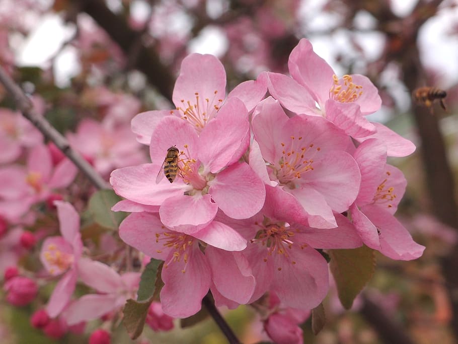 flowers, insects, fly, fly hoverfly, apple tree, pink flowers HD wallpaper