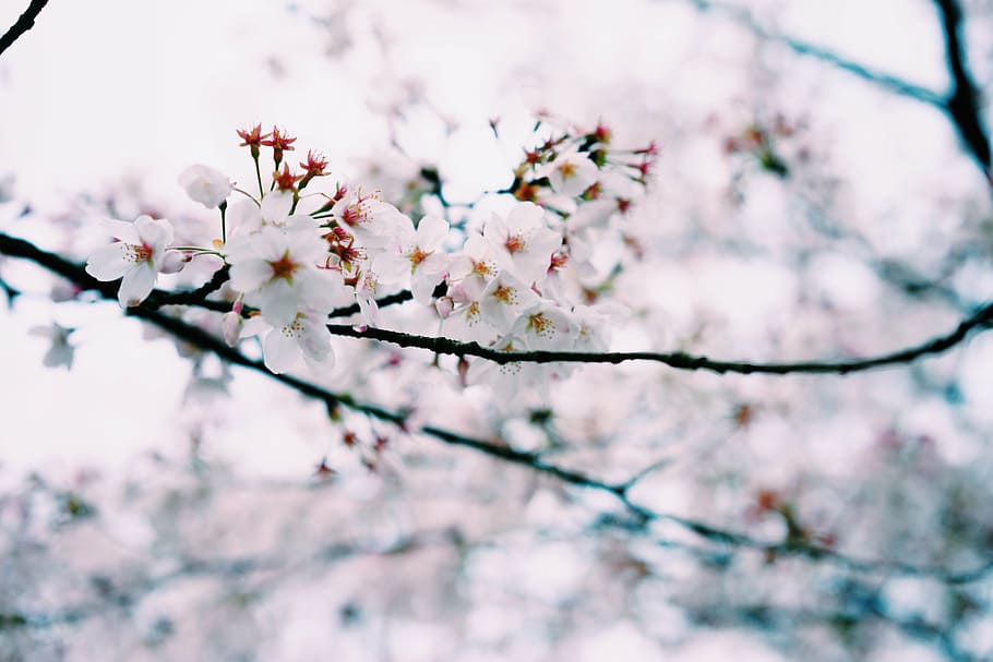 small fresh, spring, cherry blossom, flowering plant, fragility HD wallpaper