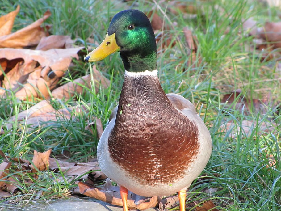 duck, mallard duck, wild ducks, bird, animal themes, vertebrate HD wallpaper