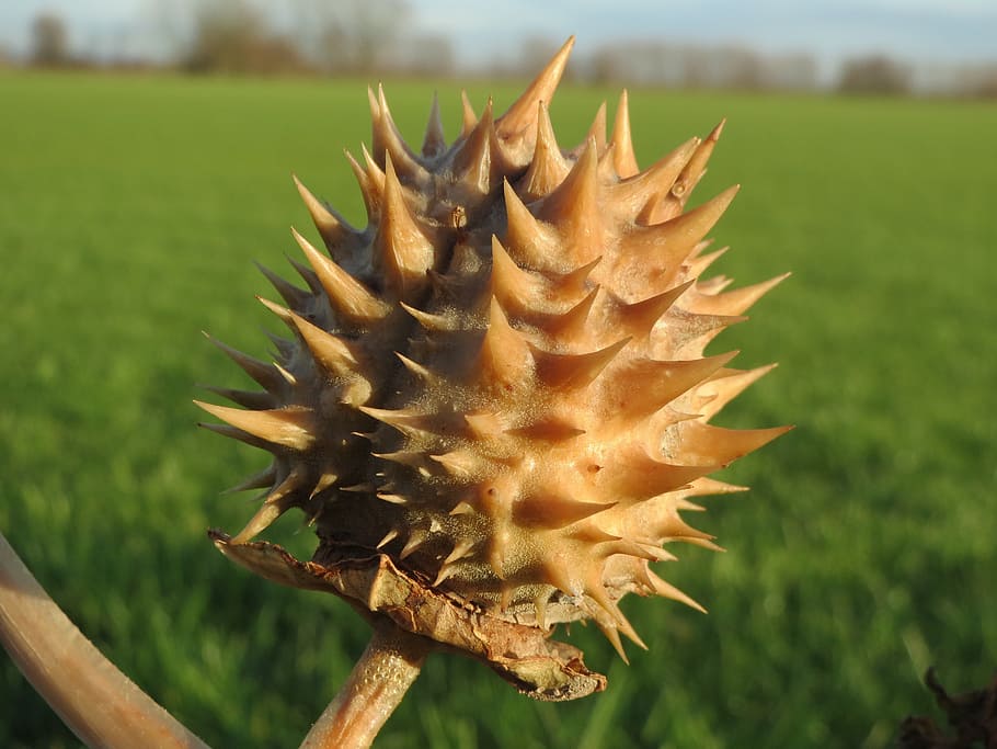 Datura Stock Photos, Royalty Free Datura Images | Depositphotos