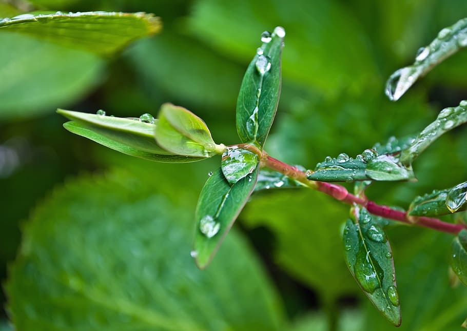drop, drops, rain, leaves, water, macro, background, seasons HD wallpaper
