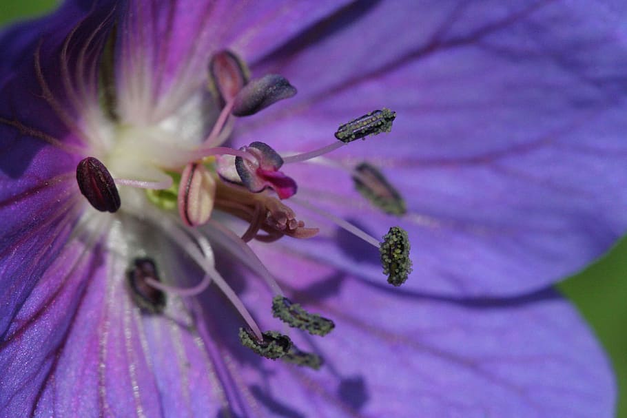 Flower, Purple, Pestle, nature, plant, macro, close-up, single Flower, HD wallpaper