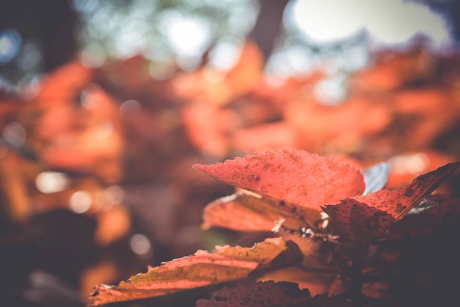closeup photo of red leaves, maple leaf shallow focus photography HD wallpaper
