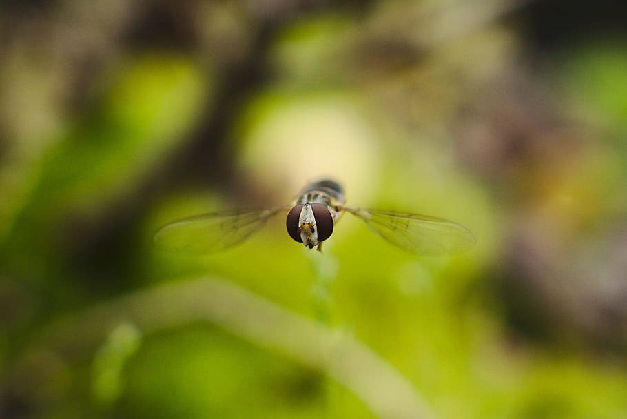 Hoverfly, Macro, Nature, Insect, green, animal, close-up, summer HD wallpaper