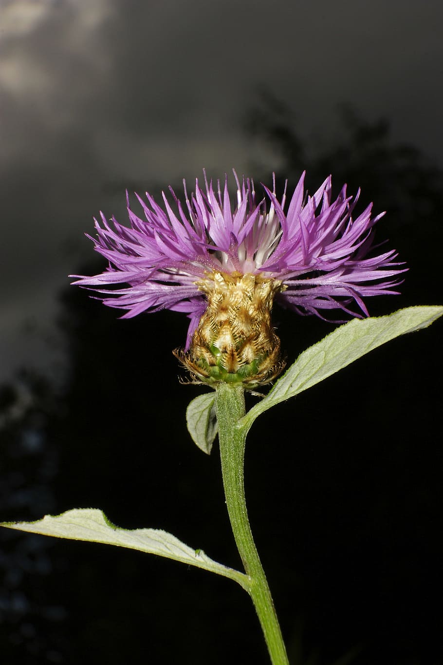 cornflower, back light, blue, summer, blossom, bloom, flowers HD wallpaper