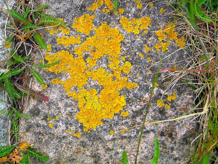 Stone, Nature, Background, Lichen, Weave, yellow, outdoors HD wallpaper