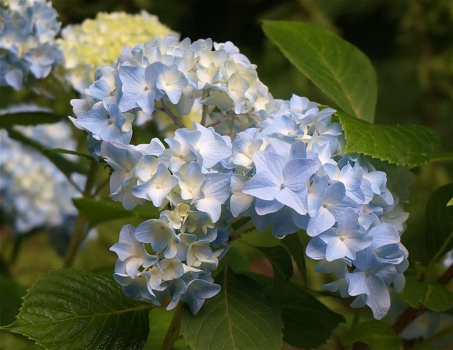 Blue, Hydrangea, Flower, Bloom, blue hydrangea, plant, shrub HD wallpaper