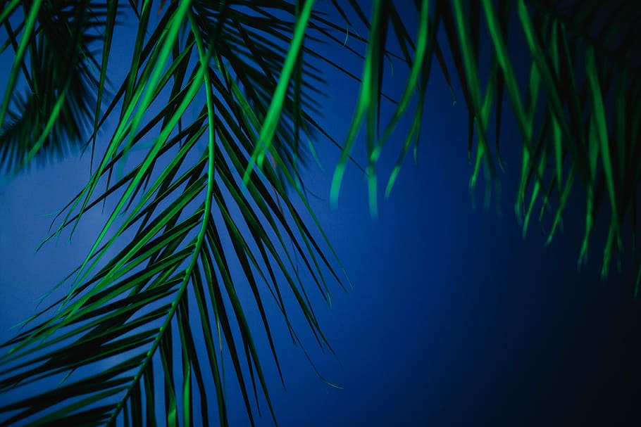 Illuminated palm trees, abstract, green, nature, leaf, leaves, HD wallpaper