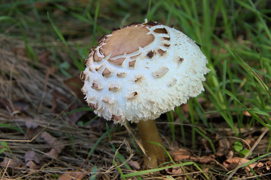 fungus, nature, mushroom, vegetable, plant, food, close-up HD wallpaper