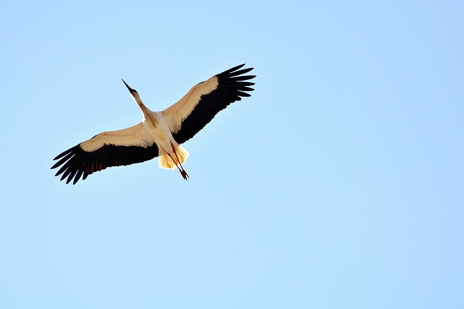 white and black stork bird, fly, build, nature, bill, rattle stork HD wallpaper
