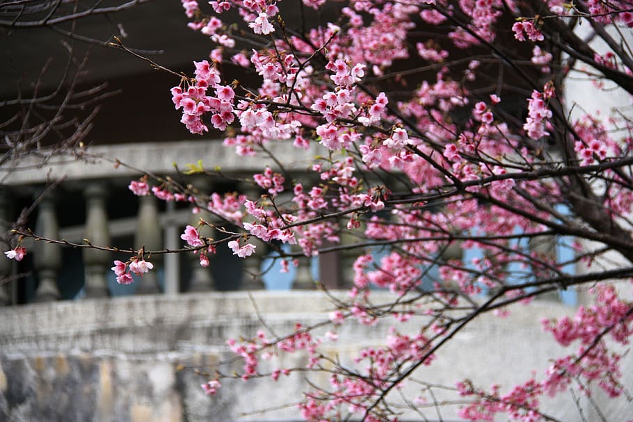 cherry blossoms, fei cold cherry, pink, spring, building, white HD wallpaper