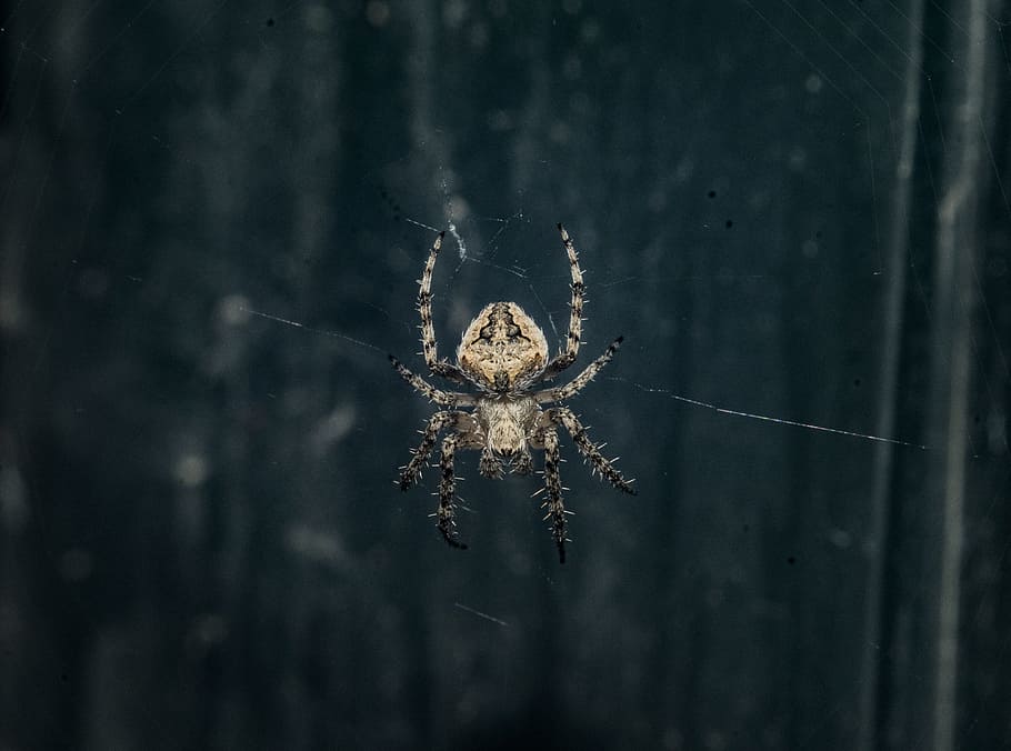 Brown Araneus Cavaticus Barn Spider, animal, arachnid, blur, close-up, HD wallpaper