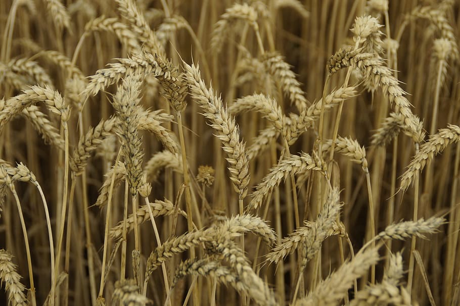 Wheat, Spike, Cornfield, Agriculture, wheat spike, cereal plant HD wallpaper