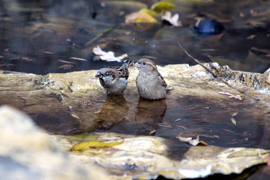 sparrow, passer domesticus, nature, water, outdoors, river, HD wallpaper