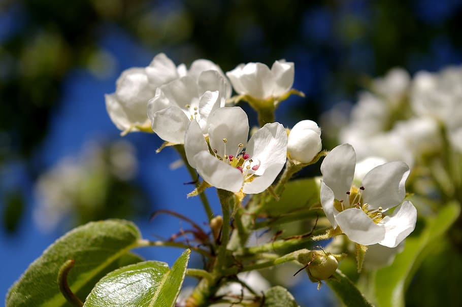 Hd Wallpaper Spring Petals Tree Flowers Pear Tree White Flowers Bud Wallpaper Flare