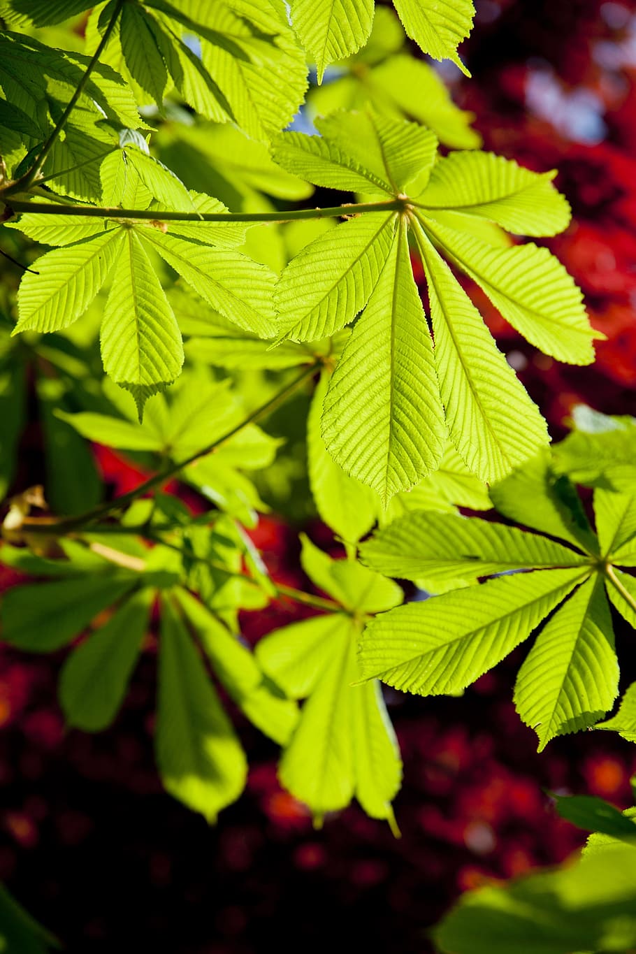 bud, leaf, green, spring, plants, nature, greenery, wood, state of the union HD wallpaper