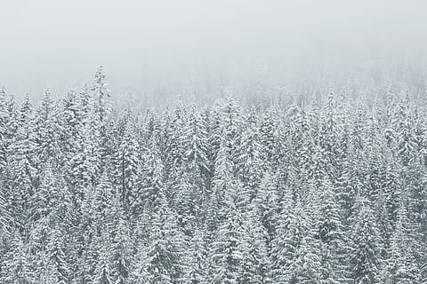 trees covering snow, pine trees coated with snow during daytime HD wallpaper