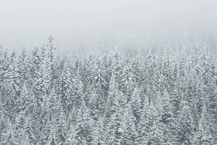 trees covering snow, pine trees coated with snow during daytime HD wallpaper