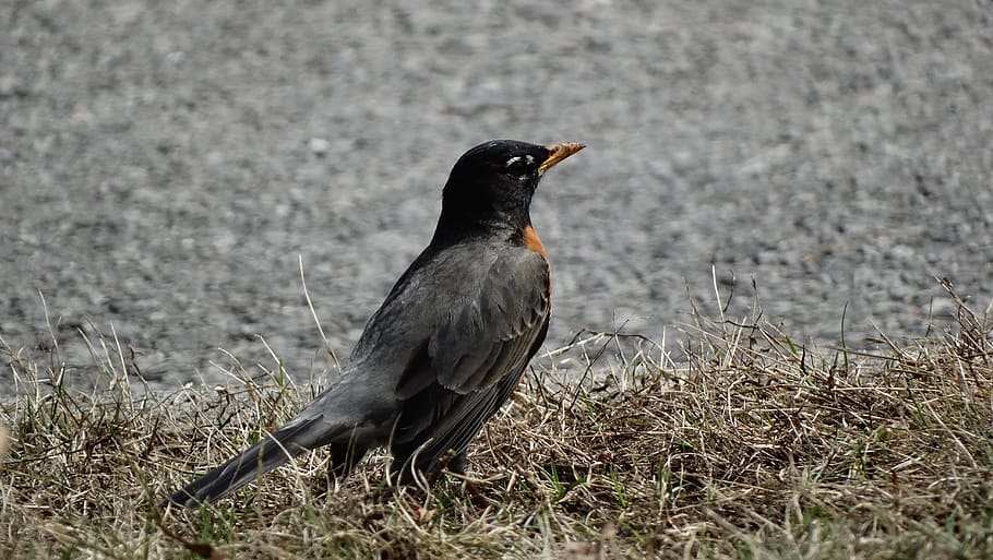 Robin, Bird, standing, one animal, animal wildlife, animals in the wild HD wallpaper