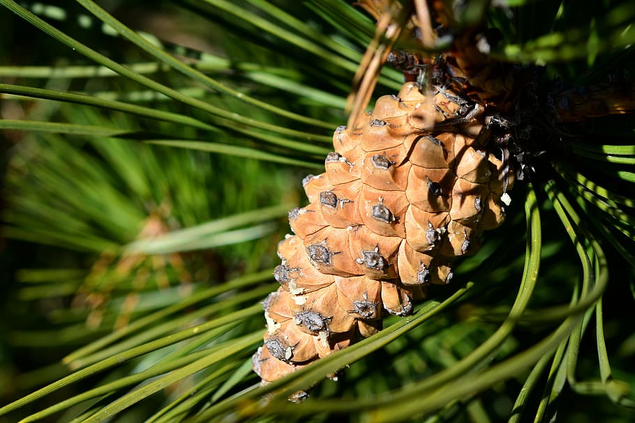 pine, pine cone, forest, evergreen, christmas, needles, plant HD wallpaper