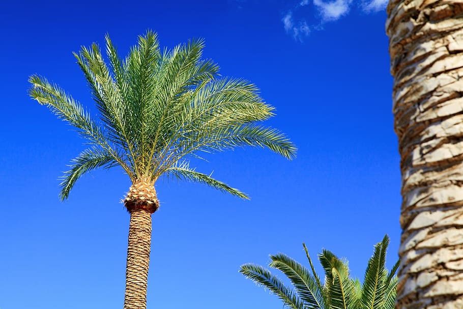 Palm Tree, Palm, Tree, Tropical, Island, paradise, vacation HD wallpaper