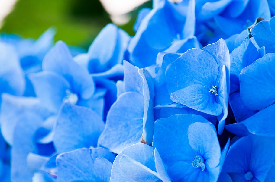 close-up photography of blue flowers, hydrangea, petals, green HD wallpaper