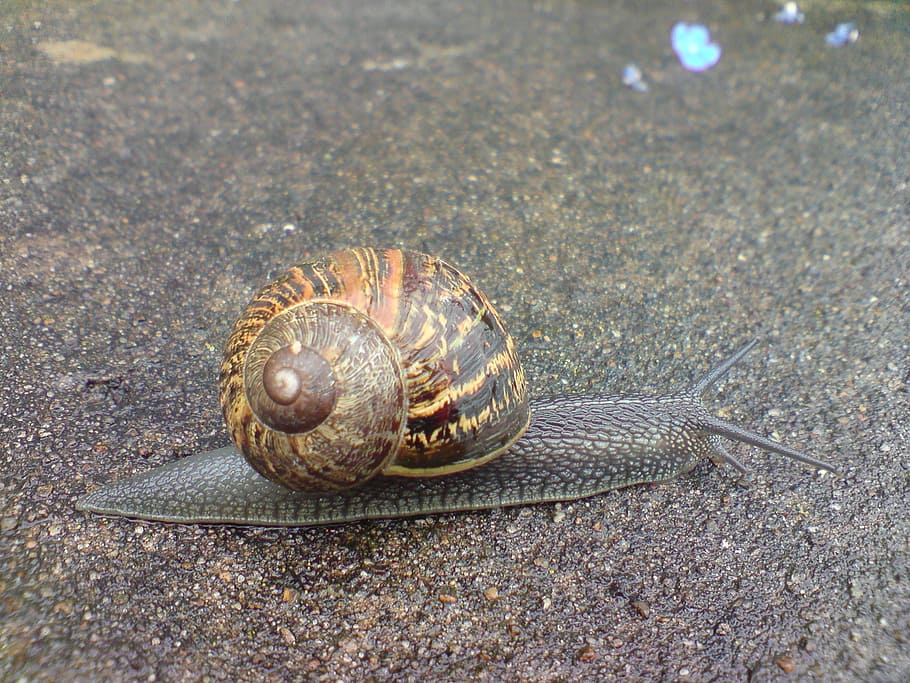 snail, garden, common, pest, mollusk, crawl, slow, slippery HD wallpaper