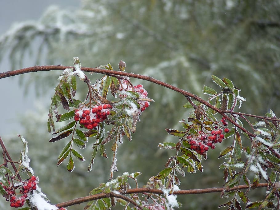 winter, ice, frost, wintry, frozen, plant, cold, focus on foreground HD wallpaper
