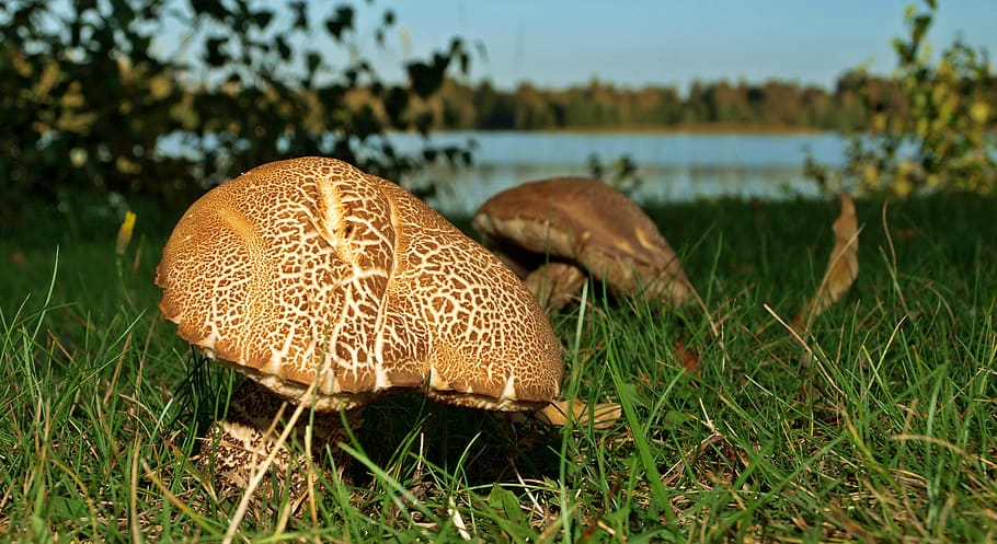 nature, grass, mushroom, plant, fungus, growth, food, beauty in nature HD wallpaper