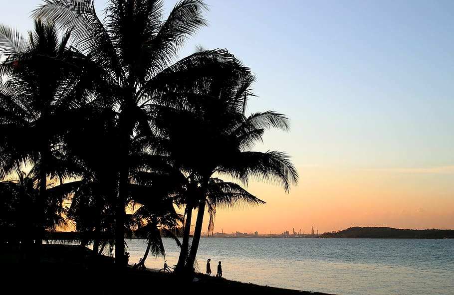 beach, sunset, palm, vacation, silhouette, coconut, sky, tropical HD wallpaper